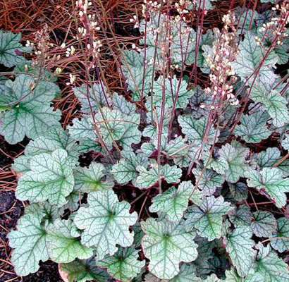 Жасөспірімдер порно анал