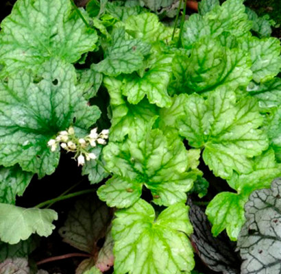 Ежелгі уақыттағы толық метражды порнофильм