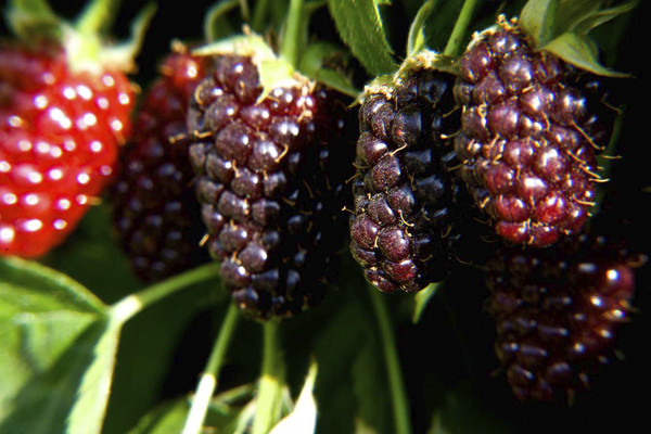 Малино-ежевичный гибрид Boysenberry (Бойсенберри)