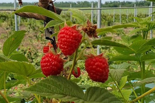 Сорта малины для урала с фото и описанием не ремонтантные